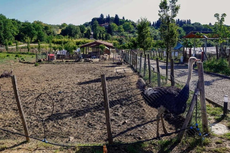 Florence: Horse Ride & Chianti Farm Meal - Convenience and Logistics