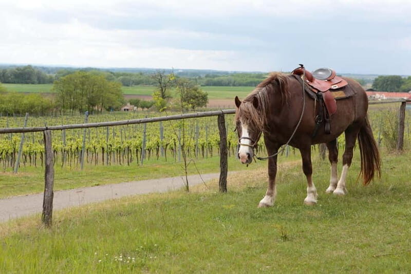 Florence: Horseback Riding, Wine Tasting & Cooking Class - FAQ