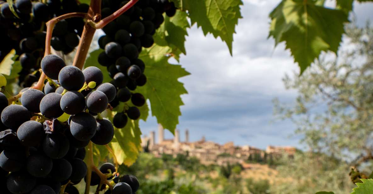 Florence or Bologna: 3 Cellar Tours in Chianti With Lunch - Transportation and Logistics