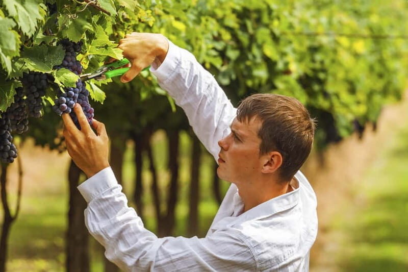 Florence: Tuscan Grape Stomping, Lunch and Wine Tasting - Key Points