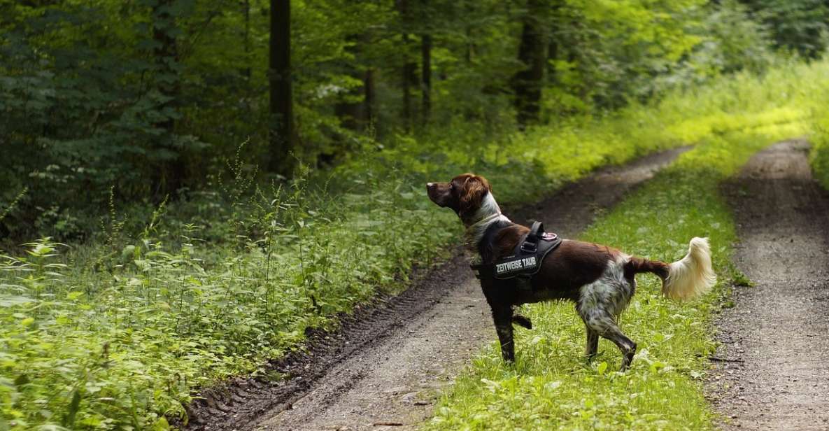 Florence: Tuscany Truffle Hunt Culinary Adventure Tour - Key Points