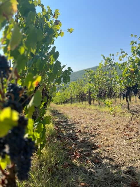 Florence: Two Wine Tastings in Tuscany+ San Gimignano - Florence: Two Wine Tastings in Tuscany + San Gimignano — An In-Depth Review
