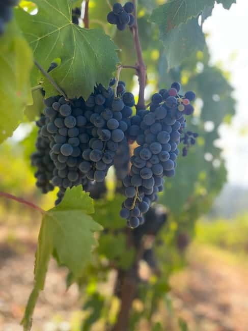 Florence: Two Wine Tastings in Tuscany+ San Gimignano - Key Points