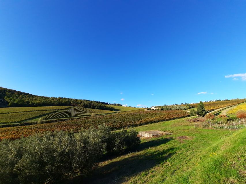 Florence Wine Tour With Traditional Lunch, Private Winery - Inclusions and Highlights