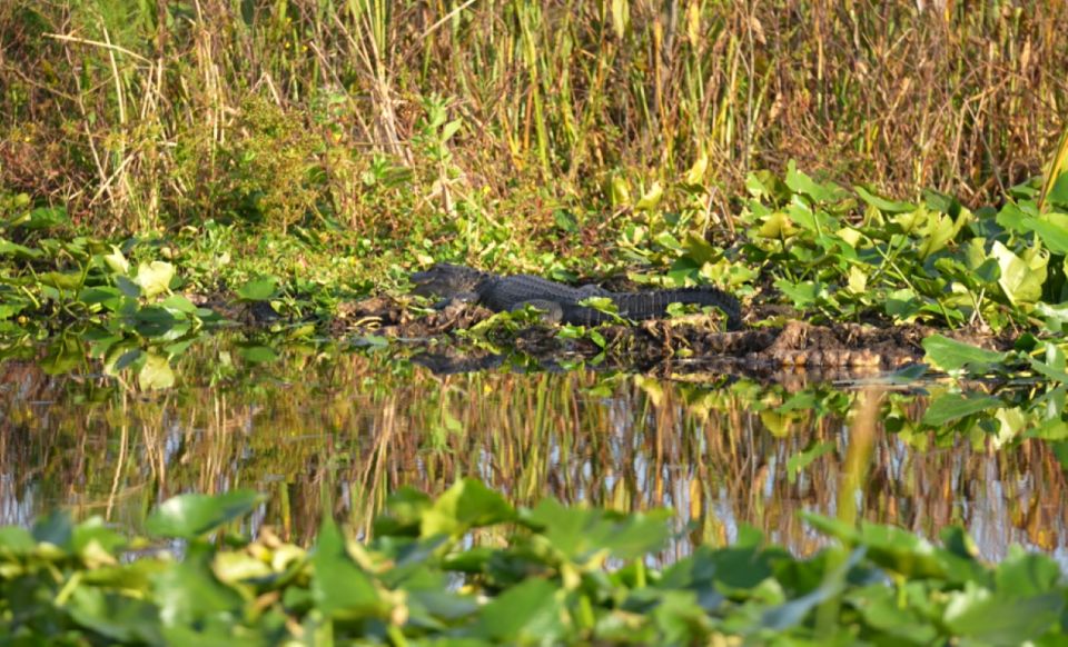 Florida: 90 Minute Everglades Cruise - Tour Description