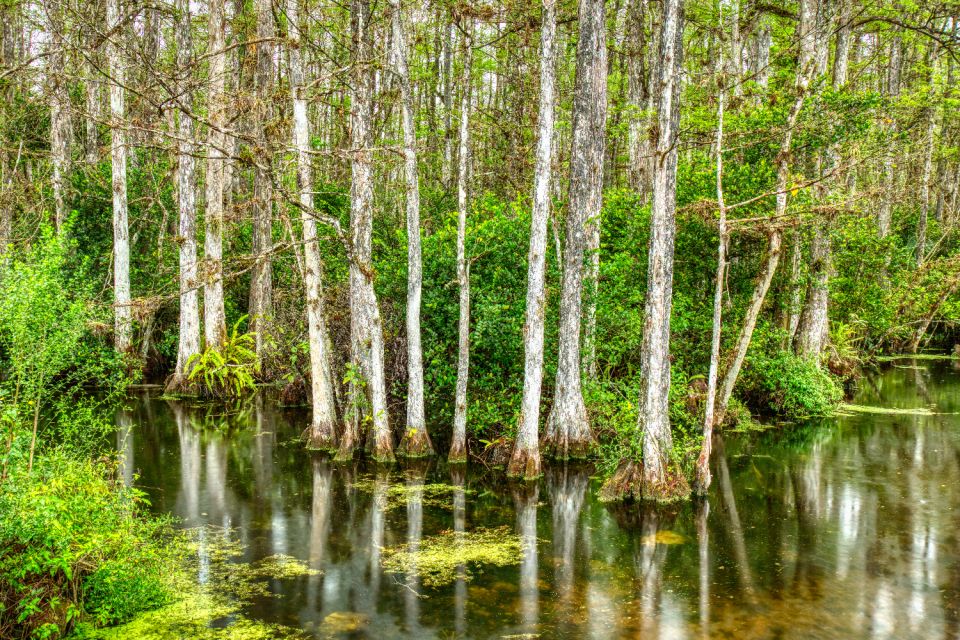 Florida: Big Cypress National Preserve Driving Audio Tour - Does Not Include
