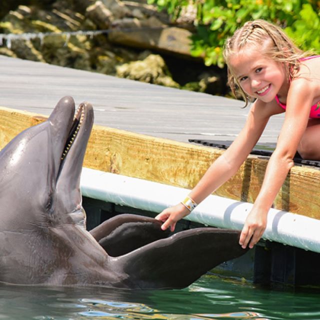 Florida Keys: Dockside Dolphin Experience - Dolphin Interaction Details