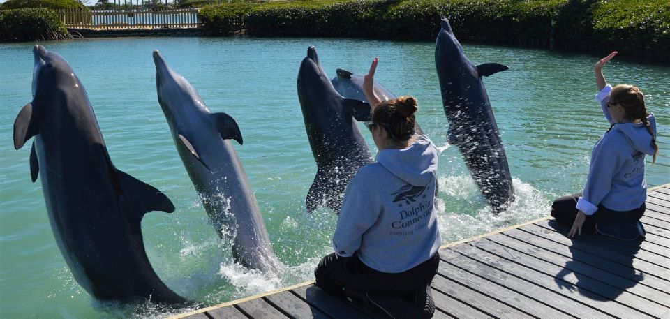 Florida Keys: Dockside Dolphin Experience - Educational Component