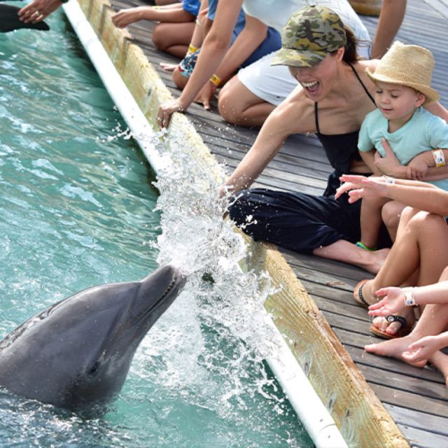 Florida Keys: Dockside Dolphin Experience - Photography and Cameras
