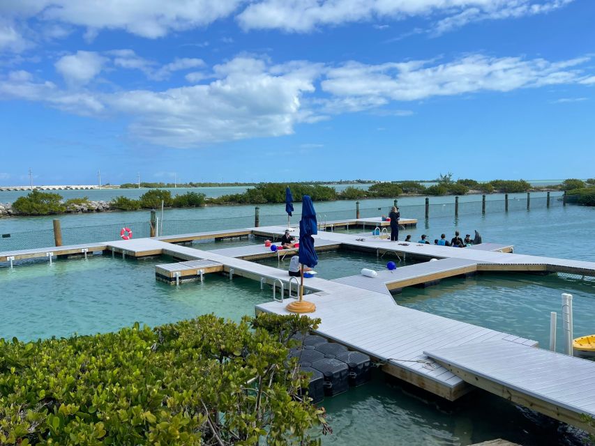 Florida Keys: Dockside Dolphin Experience - Booking and Reservations
