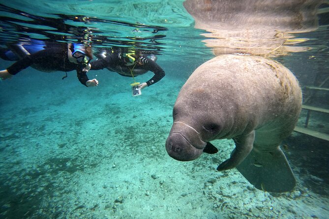 Florida Manatee Swim Adventure - Meeting and Pickup Details