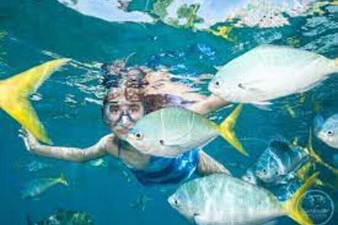 Fly in and Fly out Great Barrier Reef Cairns Day Tour - Who Should Consider This Tour?