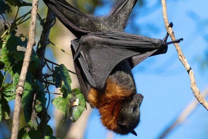 Flying Fox Experience, Thousands of Australia's Largest Bat - Key Points