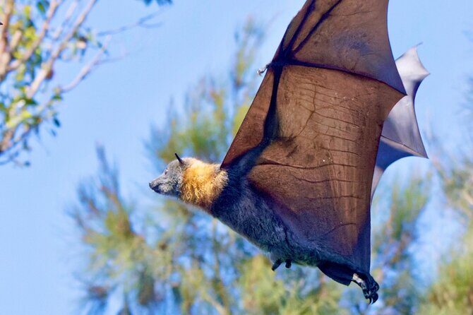 Flying Fox Experience, Thousands of Australia's Largest Bat - Why This Tour Offers Good Value