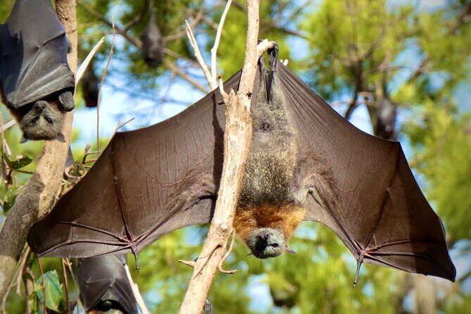 Flying Fox Experience, Thousands of Australia's Largest Bat - The Sum Up