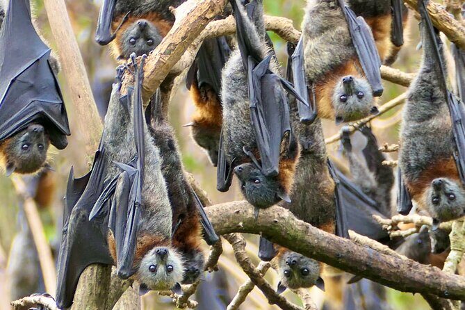 Flying Fox Experience, Thousands of Australia's Largest Bat - FAQ