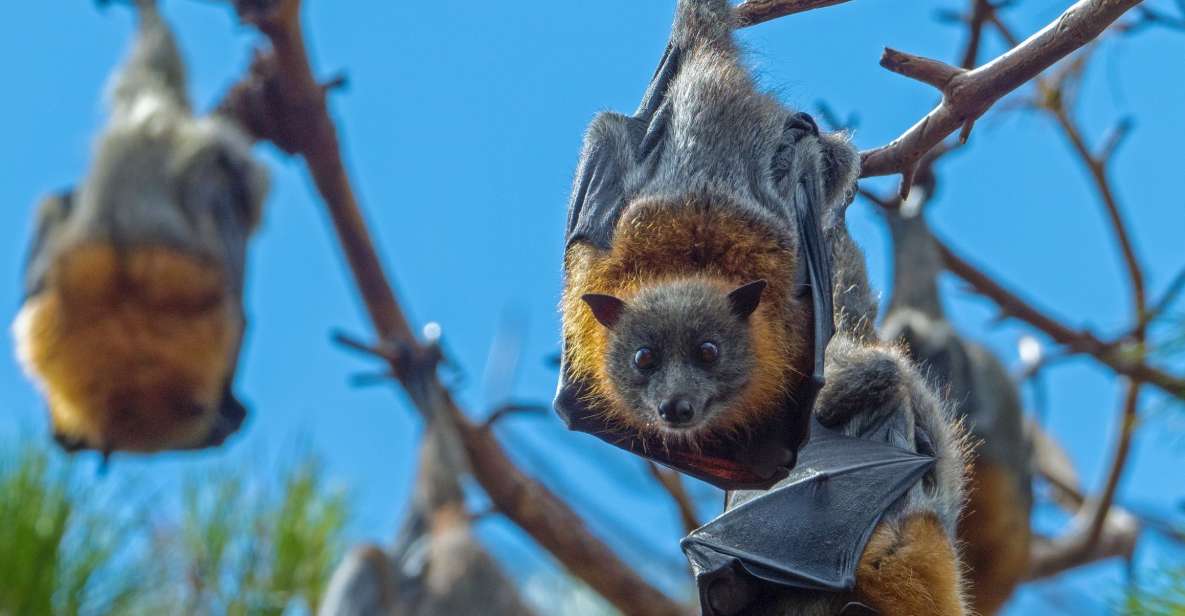 Flying Fox Tour: Australias Largest Bats - Key Points