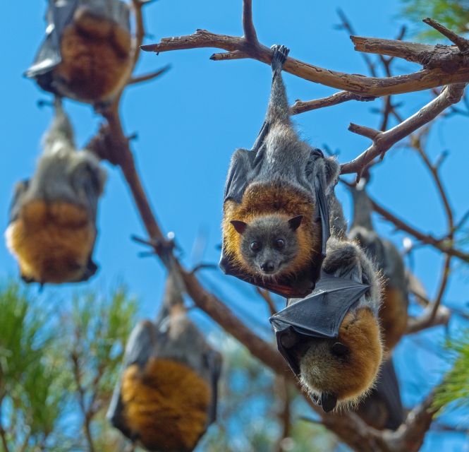 Flying Fox Tour: Australias Largest Bats - Booking Information