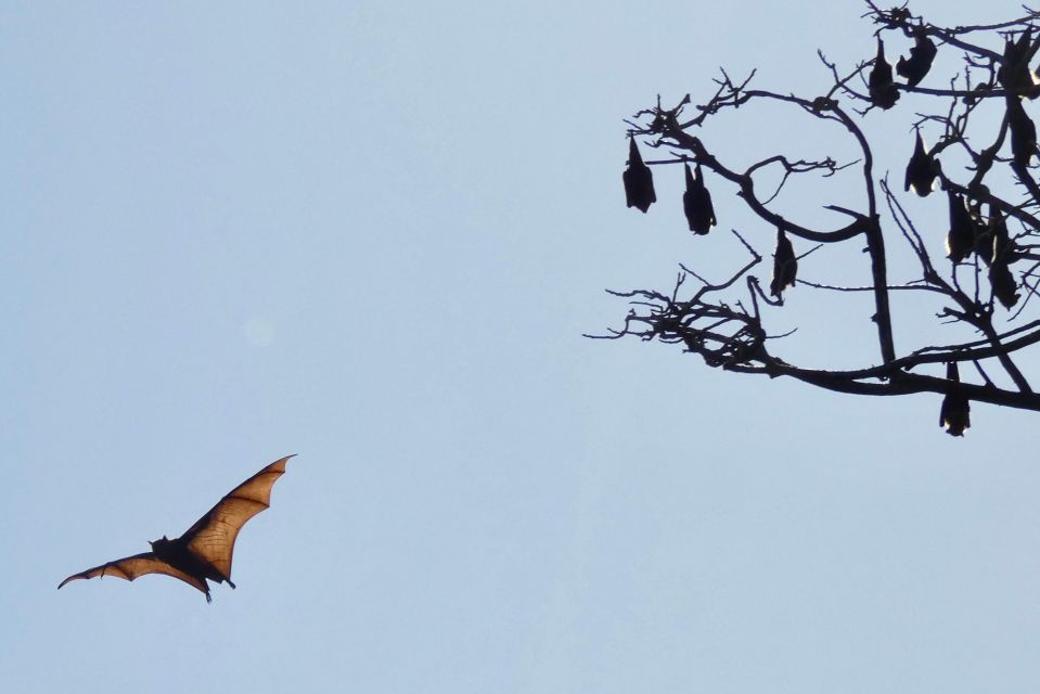 Flying Fox Tour: Australias Largest Bats - Customer Reviews