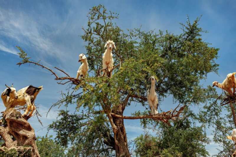 Flying Goats and Agadir Oufella View Experience - Good To Know