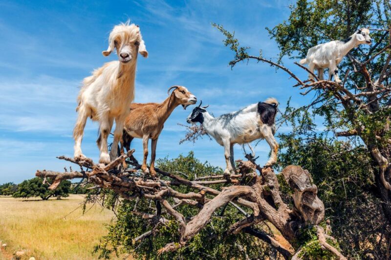 Flying Goats and Agadir Oufella View Experience - Kasbah of Agadir Oufella