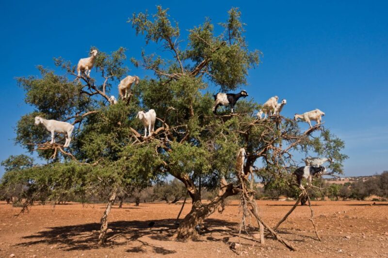 Flying Goats and Agadir Oufella View Experience - Panoramic Views of Agadir