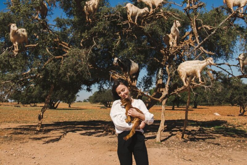 Flying Goats and Agadir Oufella View Experience - Climbing Goats in Trees