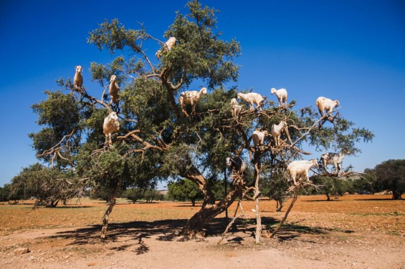 Flying Goats and Agadir Oufella View Experience - Customer Feedback and Ratings