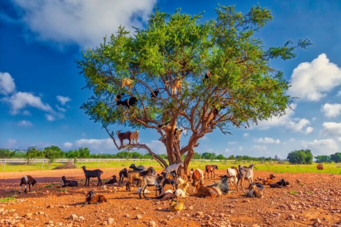 Flying Goats and Agadir Oufella View Experience - Booking and Availability