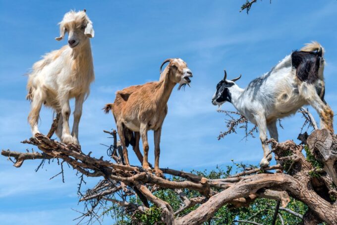Flying Goats and Agadir Oufella View Experience - Frequently Asked Questions