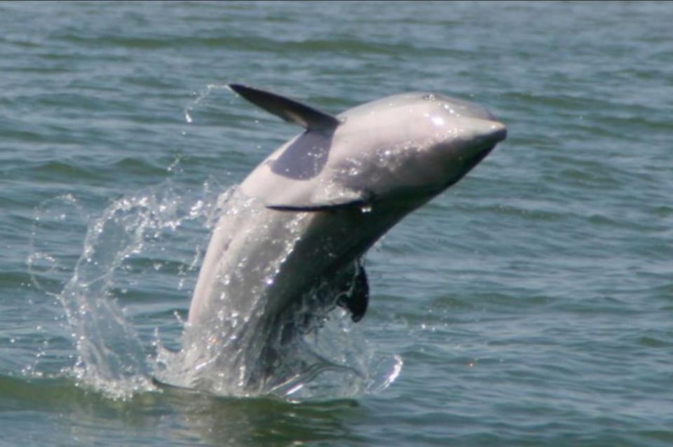 Folly Beach: Morris Island and Dolphin Watching Boat Cruise - Accessibility and Inclusions