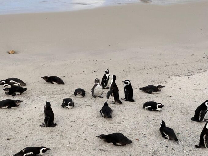 Fom Cape Town: Cape Point & Penguins Shared Group Day Tour - Penguin Encounter