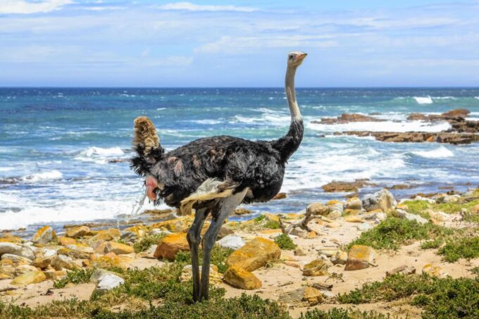 Fom Cape Town: Cape Point & Penguins Shared Group Day Tour - Frequently Asked Questions