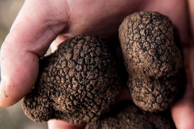 Food Tour Bologna - Tour Logistics and Practical Details