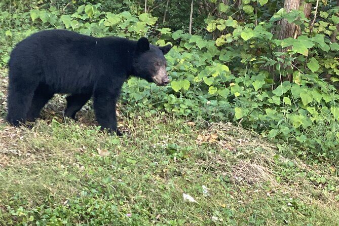 Foothills Parkway and Wears Valley Highlights - Final Thoughts: Is This Tour for You?