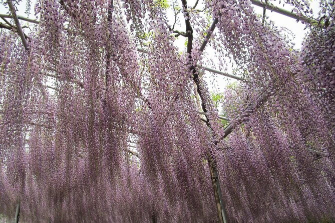 For a Limited Time, Wisteria Festival Ashikaga, 2-12 Guests - Capturing the Perfect Instagram-Worthy Moments
