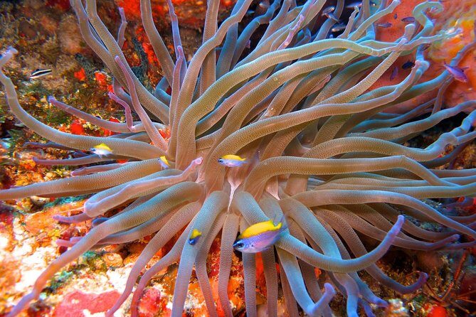 For certified Divers Experience the Under Water Museum and the Manchones Reef - Who Should Consider This Tour?