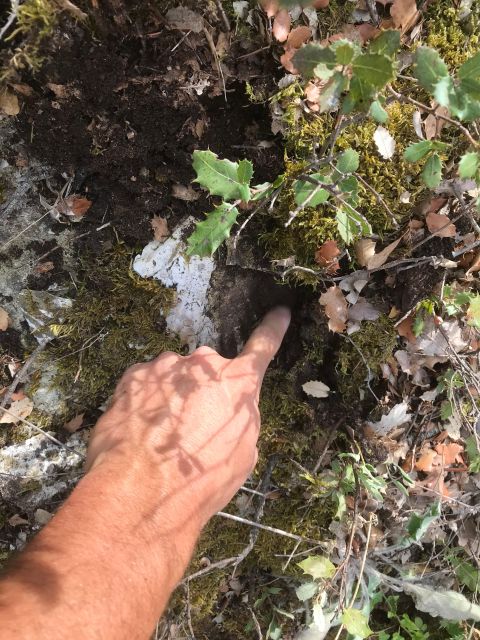 Foraging Fossils & Plants - Foraging for Fossils
