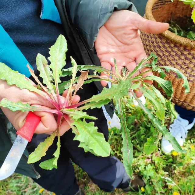 Foraging Tour in the Tuscan Countryside - Tasting and Sampling