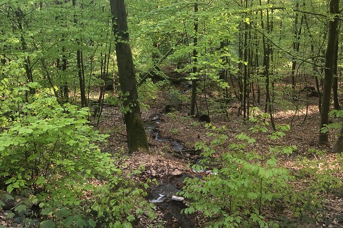 Forest Hike in Heidelberg - Guided Tour Experience