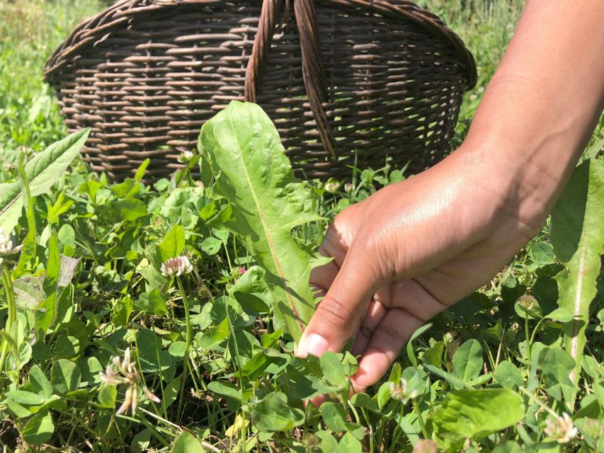 Forlì: Foraging, Looking for Wild Edible Herbs - Guided Walk Details