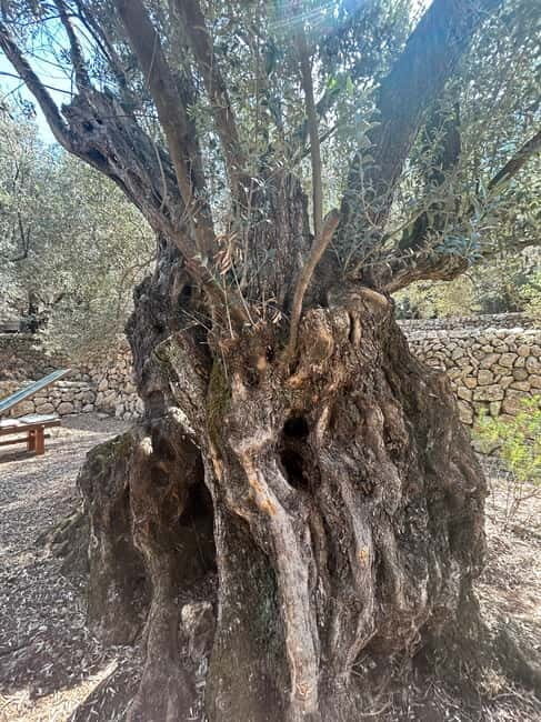Fornalutx - hiking to the olive farm & oil tasting - The Sum Up