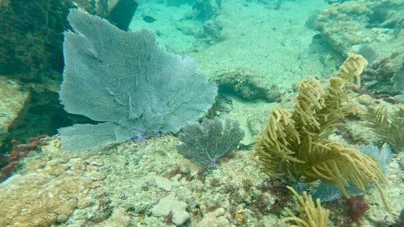 Fort Lauderdale: Ocean Reef Snorkel Tour w/ Snacks & Drinks - Who Should Consider This Tour?