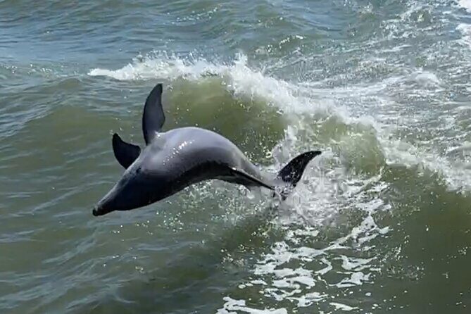 Fort Myers Beach Dolphin and Eco Tours - Final thoughts: Is it worth it?