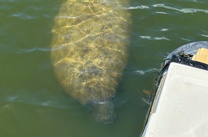 Fort Myers Beach Dolphin and Eco Tours - FAQ