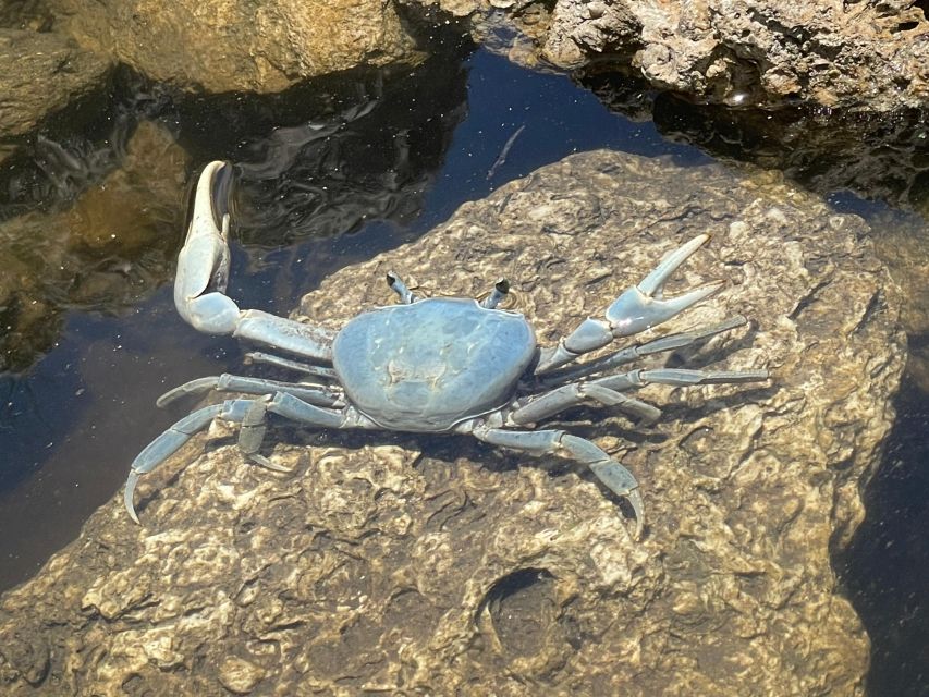 Fort Pierce: 2-hr Jungle Tour at Prehistoric Preserve in FL - Health Considerations and Restrictions
