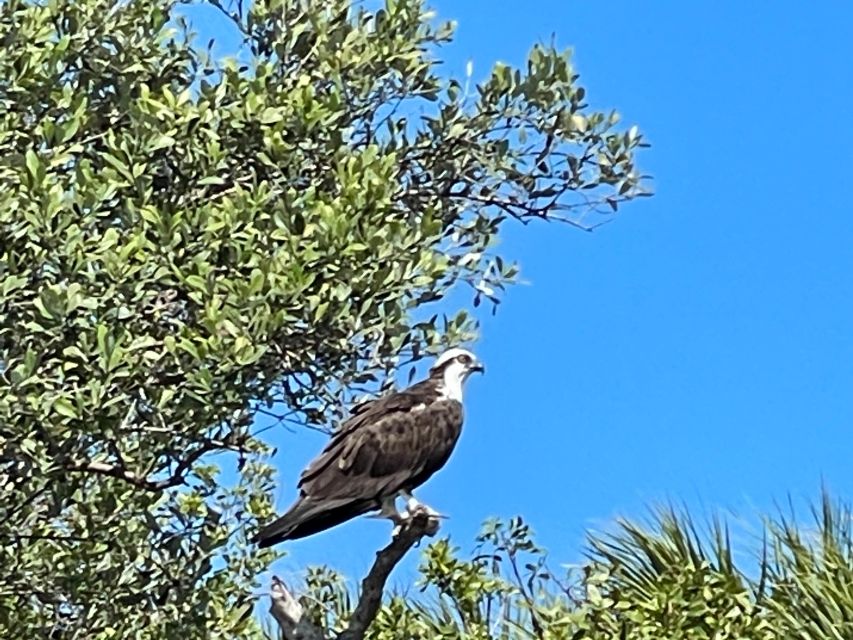 Fort Pierce: 2-hr Jungle Tour at Prehistoric Preserve in FL - Essential Items to Bring
