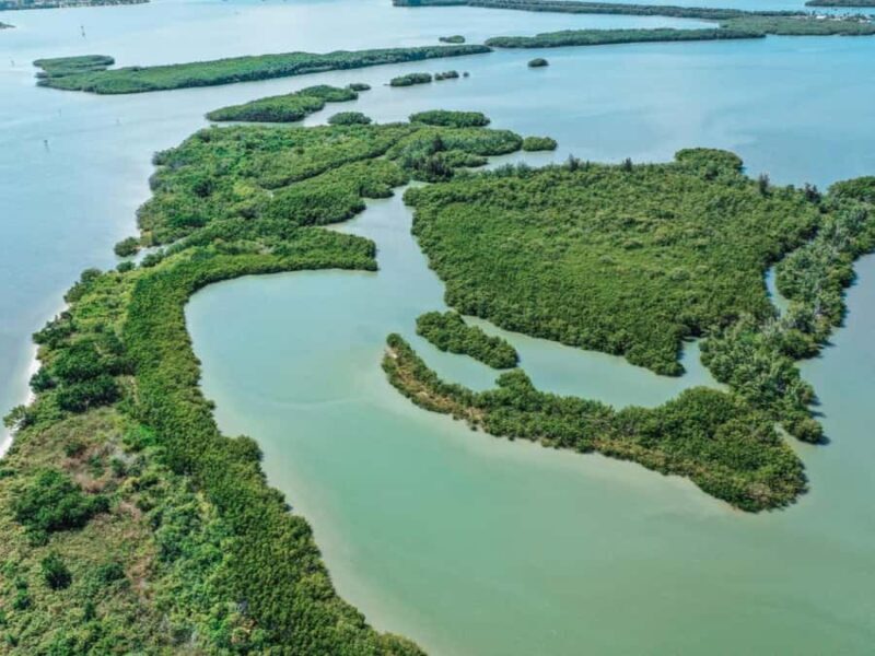 Fort Pierce: Clear Kayak Tour with Wildlife Sightings - Pricing and Value