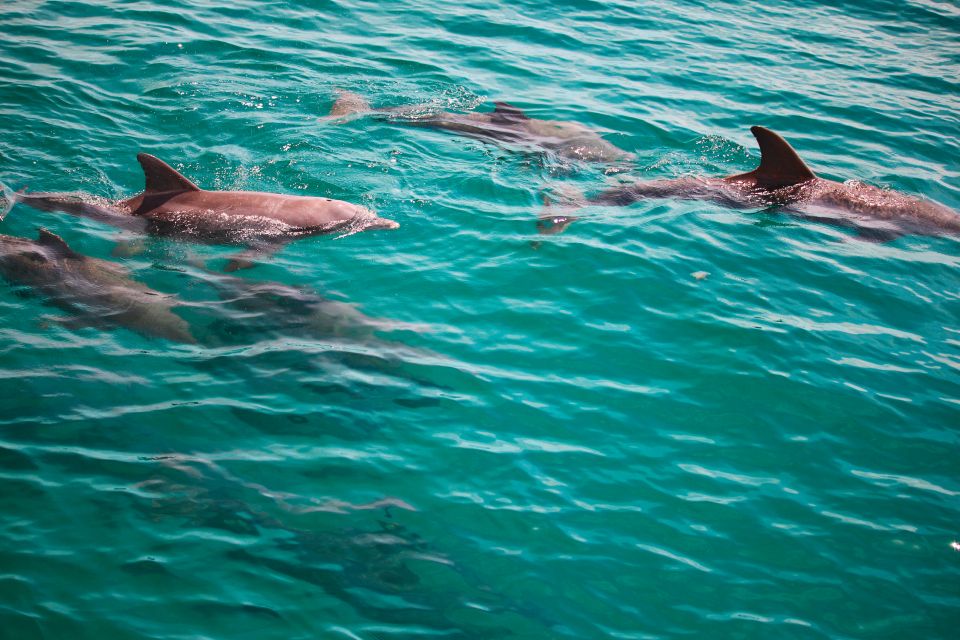 Fort Walton Beach: Morning Dolphin Cruise With Snorkel Stop - Key Points