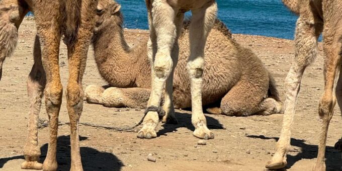 Four Hours Tangier Tour - Frequently Asked Questions